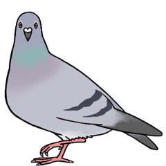 上可愛い 鳩 最高の動物画像 上可愛い 鳩 最高の動物画像