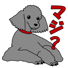 うちのこかわいい トイプードルver Lineクリエイターズスタンプ Stamplist うちのこかわいい トイプードルver Lineクリエイターズスタンプ Stamplist