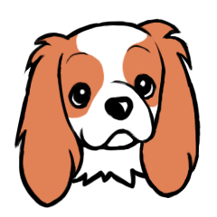 Cavalier KCS Blenheim+Tricolor+Ruby+B&T