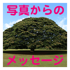 YȎʐ^̃bZ[W