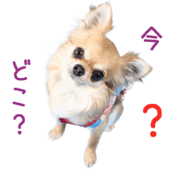 リアルdog チワワのあんず Lineスタンプの人気のランキングデータベース Stampdb