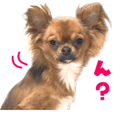 リアルdog チワワのあんず Lineスタンプの人気のランキングデータベース Stampdb