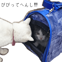 LiN̎ʐ^gX^v(֐)