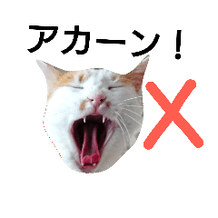 ɂX^v