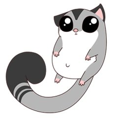 Sugar Glider