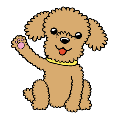 Toy poodle