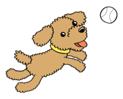 Toy poodle sticker #246235