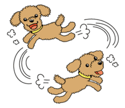 Toy poodle sticker #246256