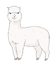 Alpaca boys sticker #261904
