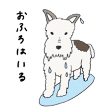 Wire haired fox terrier Mint sticker #267215