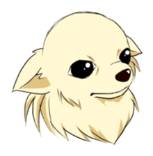 Long Coat Chihuahua sticker #270147