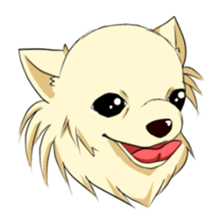 Long Coat Chihuahua sticker #270148