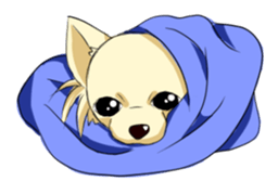 Long Coat Chihuahua sticker #270150