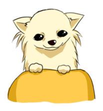 Long Coat Chihuahua sticker #270154