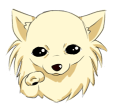 Long Coat Chihuahua sticker #270155