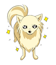 Long Coat Chihuahua sticker #270161