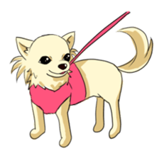 Long Coat Chihuahua sticker #270166