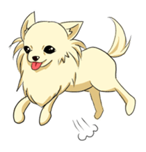 Long Coat Chihuahua sticker #270171