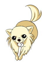 Long Coat Chihuahua sticker #270175