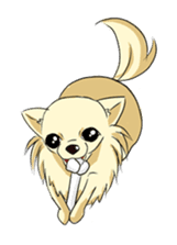 Long Coat Chihuahua sticker #270175