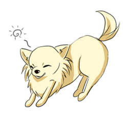 Long Coat Chihuahua sticker #270176