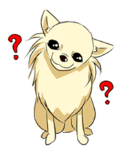 Long Coat Chihuahua sticker #270179