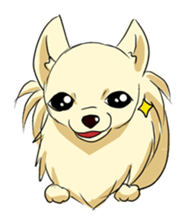 Long Coat Chihuahua sticker #270182