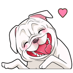 snub nosed dogs love!(English Version)