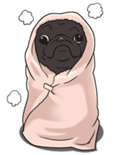 snub nosed dogs love!(English Version) sticker #277196