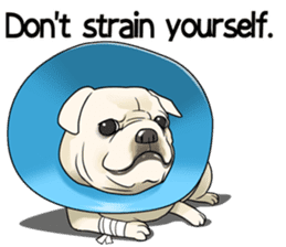 snub nosed dogs love!(English Version) sticker #277197