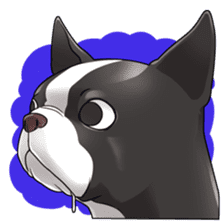 snub nosed dogs love!(English Version) sticker #277208