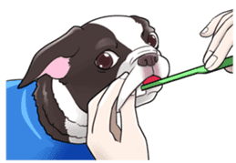 snub nosed dogs love!(English Version) sticker #277219