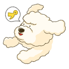 White Poodle