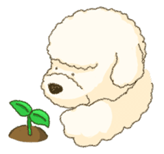 White Poodle sticker #278647