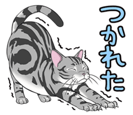 Cat American Short hair sticker #286437