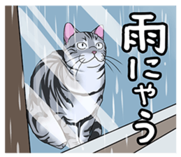 Cat American Short hair sticker #286448