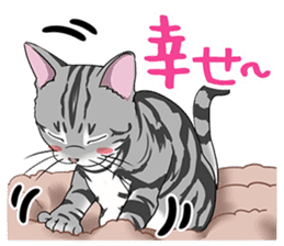 Cat American Short hair sticker #286450