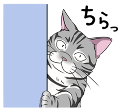 Cat American Short hair sticker #286457