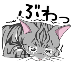 Cat American Short hair sticker #286459