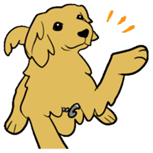 Chobi the GoldenRetriever sticker #303107