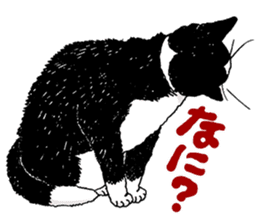 Black & White CATS sticker #303765