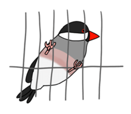 The Java sparrow! sticker #305767