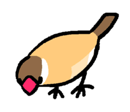 Java sparrow-chan sticker #315232