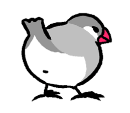 Java sparrow-chan sticker #315237