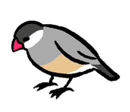 Java sparrow-chan sticker #315242