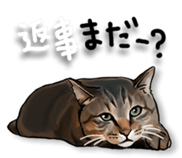 Futaro the cat sticker #324632