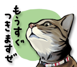 Futaro the cat sticker #324646