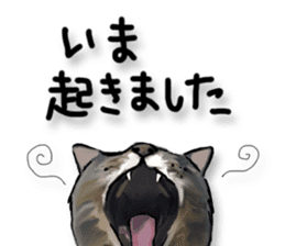 Futaro the cat sticker #324647