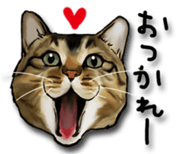 Futaro the cat sticker #324664