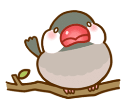 Chubby java sparrow sticker #335185